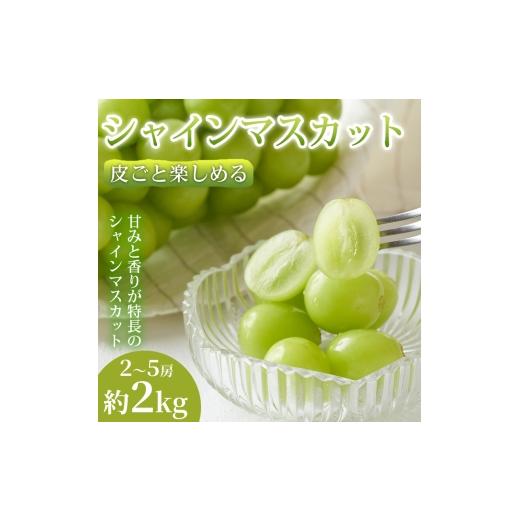 ふるさと納税 ぶどう マスカット 熊本県 錦町 皮ごと食べれる 熊本県産シャインマスカット 2〜5房(約2kg) 1箱|芳醇な香りと濃厚な甘み シャインマスカット …