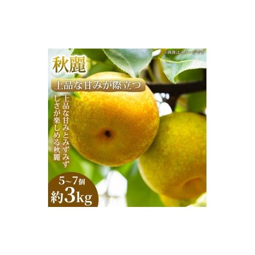 ふるさと納税 梨 熊本県 錦町 上品な甘みが際立つ 熊本県産 秋麗 5〜7個(約3kg) 1箱 秋麗 梨 フルーツ 甘い 濃厚 農家直送 ギフト 贈答用 家庭用 お取り寄せ …
