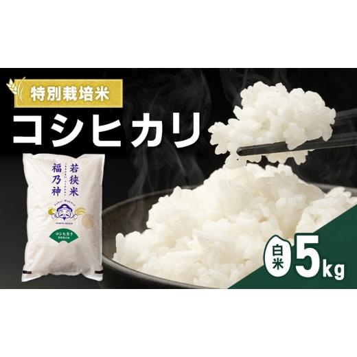 ふるさと納税 米 コシヒカリ 福井県 若狭町 令和7年産 特別栽培米 コシヒカリ 5kg(白米) 米 お米 こしひかり 若狭町  