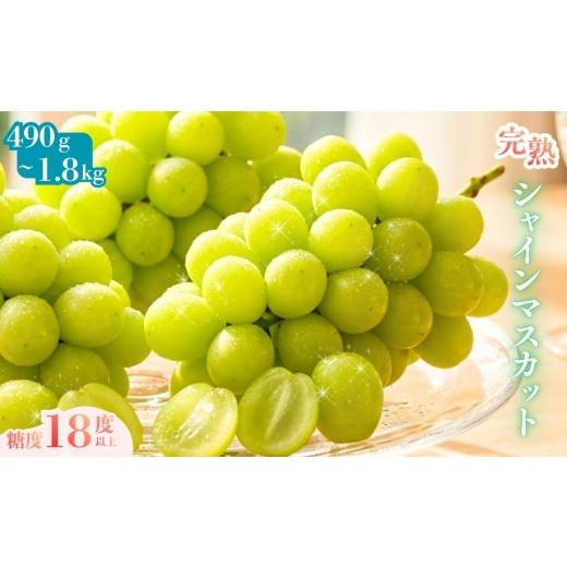 ふるさと納税 ぶどう マスカット 兵庫県 丹波市 丹波産 完熟シャインマスカット 490g 完熟シャインマスカット 490g