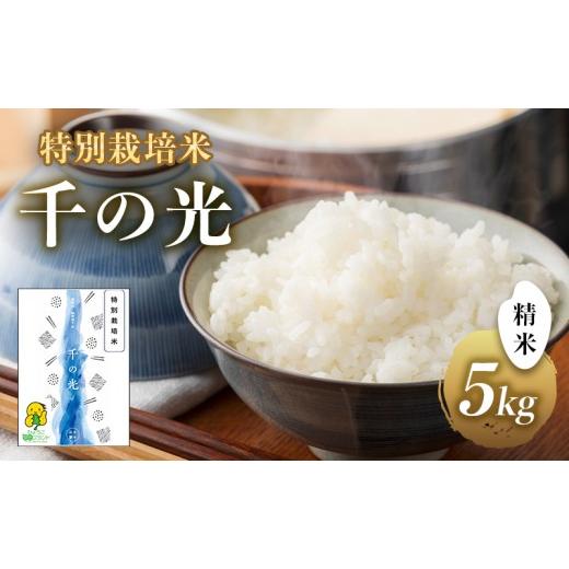 ふるさと納税 米 兵庫県 洲本市 特別栽培米 「 千の光 」 ( 精米 ) 5kg 米 お米 ごはん 特別栽培 兵庫県 洲本市 淡路島 鮎原塔下
