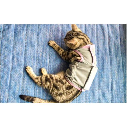 ふるさと納税 雑貨・日用品 大阪府 豊中市 CARETECT? Mサイズ / 猫 介護服 保護服 シニア猫 高齢猫 キャットウェア ケア用品 動きやすい ストレス軽減 やさ…