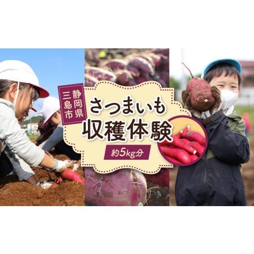 ふるさと納税 野菜類 サツマイモ 静岡県 三島市 収穫体験 さつまいも 約5kg分 サツマイモ 掘り 収穫 体験 野菜 農業体験 レジャー ファミリー 農作物 静岡 三…