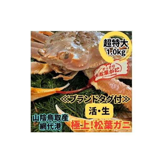 ふるさと納税 カニ 松葉ガニ 鳥取県 岩美町 <ブランドタグ付>活 松葉ガニ(超特大ジャンボ)1.0kg 1枚 鳥取網代港 岩美 松葉がに ずわいがに かに お届け…
