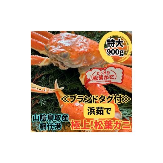 ふるさと納税 カニ 松葉ガニ 鳥取県 岩美町 <ブランドタグ付>浜茹で 松葉ガニ(特大)900g 1枚 鳥取網代港 岩美 松葉がに ずわいがに かに お届けは2026年…