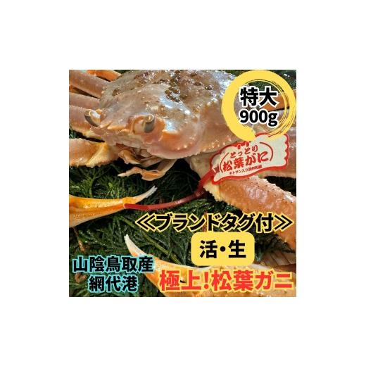 ふるさと納税 カニ 松葉ガニ 鳥取県 岩美町 <ブランドタグ付>活 松葉ガニ(特大)900g 1枚 鳥取網代港 岩美 松葉がに ずわいがに かに お届けは2026年11月…