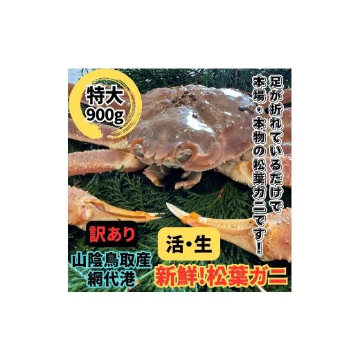ふるさと納税 カニ 松葉ガニ 鳥取県 岩美町 <訳あり>活 松葉ガニ(特大)900g 1枚 鳥取網代港 岩美 松葉がに ずわいがに かに お届けは2026年11月中旬〜 …