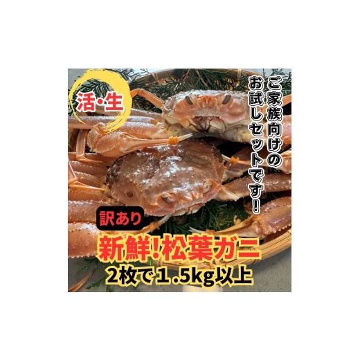ふるさと納税 カニ 松葉ガニ 鳥取県 岩美町 <訳あり>活 松葉ガニ1.5kg 鳥取網代港 岩美 松葉がに ずわいがに かに お届けは2026年11月中旬〜 さかなや新…