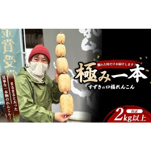 ふるさと納税 人参・大根・他根菜 茨城県 土浦市 まるまると太った見事な一本物のれんこん (2kg以上保証)を、穫れた時だけお届けします すずきの口福れんこん…
