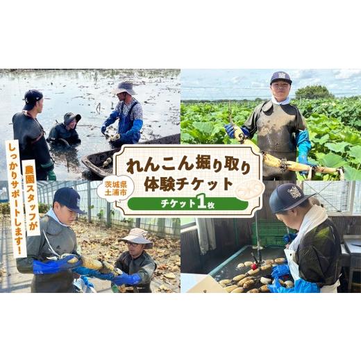 ふるさと納税 体験チケット 茨城県 土浦市 テレビで見たやつ れんこんの田んぼに入って、高水圧ホースで掘り取りを体験してみよう れんこん掘り取り体験チケッ…
