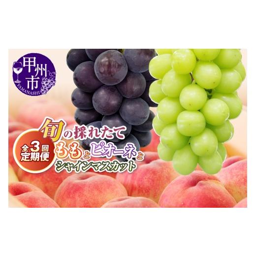 ふるさと納税 もも 山梨県 甲州市 定期便 旬の採れたて3回定期便(桃・ピオーネ・シャインマスカット) 2026年発送 (HO)C9-415 桃・ピオーネ・シャインマス…