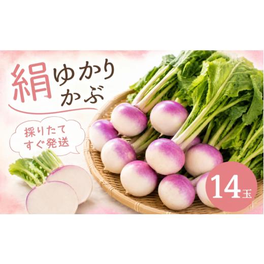 ふるさと納税 人参・大根・他根菜 静岡県 牧之原市 先行予約 国産 かぶ 国産 かぶ 蕪 カブ 絹ゆかりかぶ 紫かぶ 採れたて 有機肥料栽培 静岡茶栽培 甘い やわ…