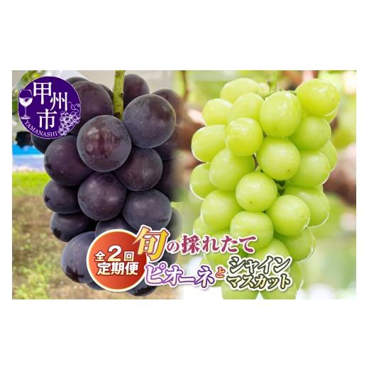 ふるさと納税 果物類 ぶどう 山梨県 甲州市 定期便 旬の採れたて2回定期便(ピオーネ・シャインマスカット) 2026年発送 (HO)B19-411 ピオーネ・シャインマ…