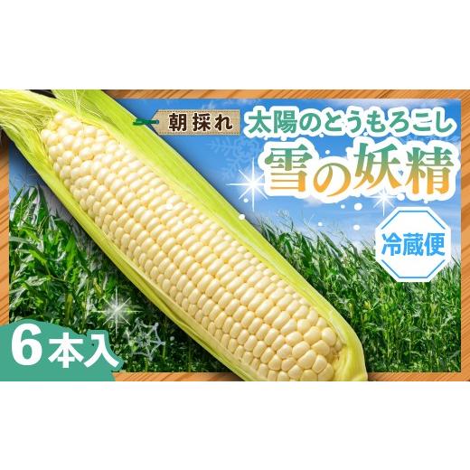 ふるさと納税 とうもろこし 群馬県 前橋市 太陽のとうもろこし 雪の妖精 6本セット | とうもろこし トウモロコシ 朝採れ 野菜 旬野菜 甘い 白いとうもろこし …