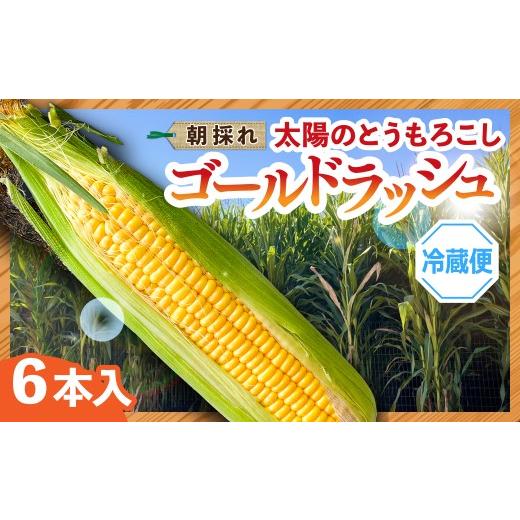 ふるさと納税 とうもろこし 群馬県 前橋市 太陽のとうもろこし ゴールドラッシュ 6本セット | とうもろこし トウモロコシ 朝採れ 野菜 旬野菜 甘い 高糖度 群…