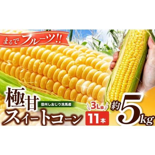 ふるさと納税 とうもろこし 長野県 塩尻市 2026年先行予約 極甘スイートコーン 3L級 11本 約5kg (高原野菜の名産地 信州しおじり洗馬産) 7月末〜8月中旬に…
