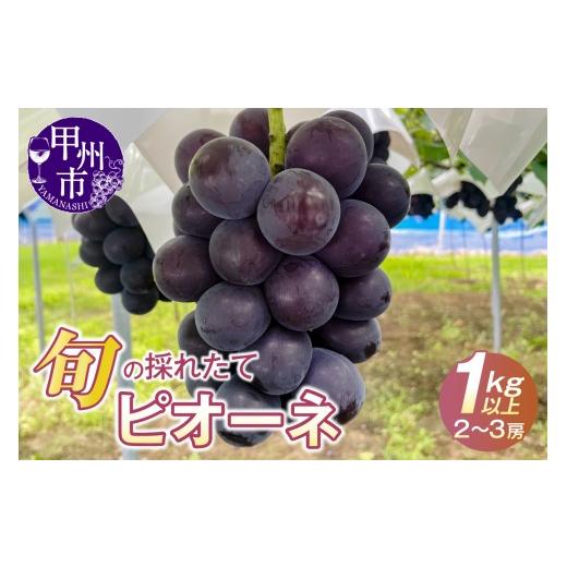 ふるさと納税 ぶどう 山梨県 甲州市 旬の採れたてピオーネ 1kg以上(2〜3房) 2026年発送 (HO)B-1412 ピオーネ ぶどう 葡萄 ブドウ 令和8年発送 期間限定 …