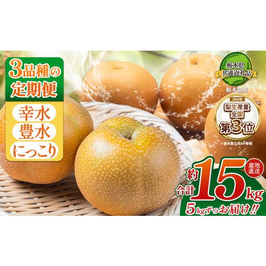 ふるさと納税 梨 栃木県 那珂川町 2026年先行予約 定期3回 梨 5kg | 梨 なし ナシ 新品種 先行予約 大粒 新鮮 甘い 美味しい 果物 くだもの フルーツ ふるー…