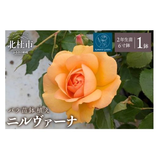 ふるさと納税 雑貨・日用品 花 山梨県 北杜市 2027年2月以降発送 バラ苗鉢植え「ニルヴァーナ」 バラ 花苗 鉢植え 四季咲き 6寸鉢 2年生苗 ガーデニング 母…