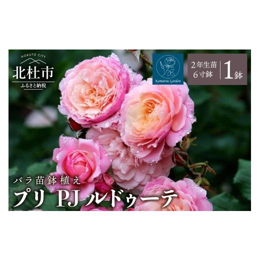 ふるさと納税 雑貨・日用品 花 山梨県 北杜市 2027年2月以降発送 バラ苗鉢植え「プリ PJ ルドゥーテ」 バラ 花苗 鉢植え 返り咲き 6寸鉢 2年生苗 ガーデニン…