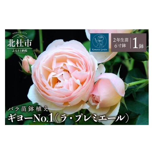 ふるさと納税 雑貨・日用品 花 山梨県 北杜市 2027年2月以降発送 バラ苗鉢植え「ギヨーNo.1(ラ・プレミエール)」 バラ 花苗 鉢植え 返り咲き 6寸鉢 2年生苗 …