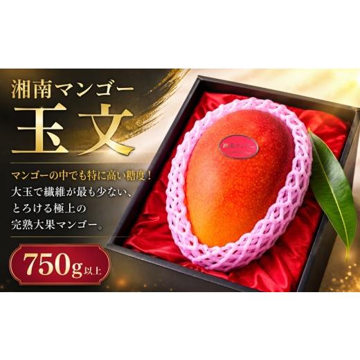 ふるさと納税 マンゴー 神奈川県 平塚市 湘南マンゴー 玉文 750g 先行予約 マンゴー トロピカル フルーツ 果物 果肉 南国 デザート 甘み 濃厚 香り コク 滑ら…