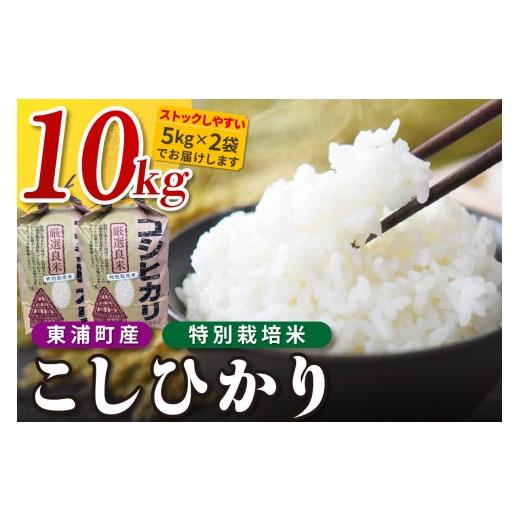 ふるさと納税 米 ミルキークイーン 愛知県 東浦町 東浦町産 こしひかり 約10kg(5kg×2袋)│米 お米 コメ 白米 精米 新米 産地直送 愛知県産 鈴木農産 愛知…