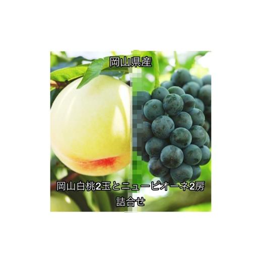 ふるさと納税 ぶどう 岡山県 井原市 岡山白桃2玉とニューピオーネ2房 詰合せ 化粧箱入り 岡山県産