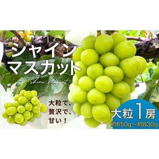 ふるさと納税 ぶどう マスカット 長野県 千曲市 2026年先行予約 シャインマスカット 大粒(約650g~約830g×1房) | 果物 フルーツ 白ぶどう 葡萄 ブドウ 種無し…