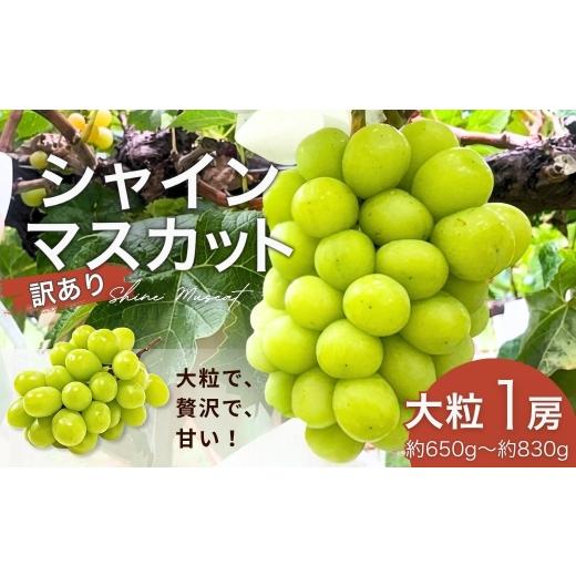 ふるさと納税 ぶどう マスカット 長野県 千曲市 2026年先行予約 訳あり シャインマスカット 大粒(約650g~約830g×1房) | 果物 フルーツ 白ぶどう 葡萄 ブドウ…