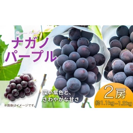 ふるさと納税 ぶどう 長野県 千曲市 2026年先行予約 ナガノパープル約1.1~約1.2kg(約550g~約600g×2房) | 果物 フルーツ ぶどう 葡萄 ブドウ 種無し 種なし …