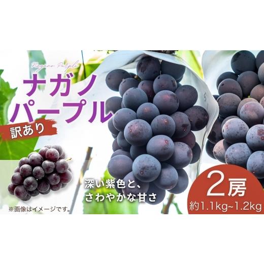 ふるさと納税 ぶどう 長野県 千曲市 2026年先行予約 訳あり ナガノパープル 約1.1~約1.2kg(約550g~約600g×2房) | 果物 フルーツ ぶどう 葡萄 ブドウ 種無し…
