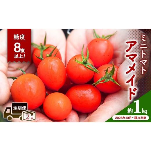 ふるさと納税 トマト ミニトマト 大阪府 岸和田市 2026年10月〜順次出荷 定期便 2回 ミニトマト1kg アマメイド糖度8度以上 高リピート率野菜  