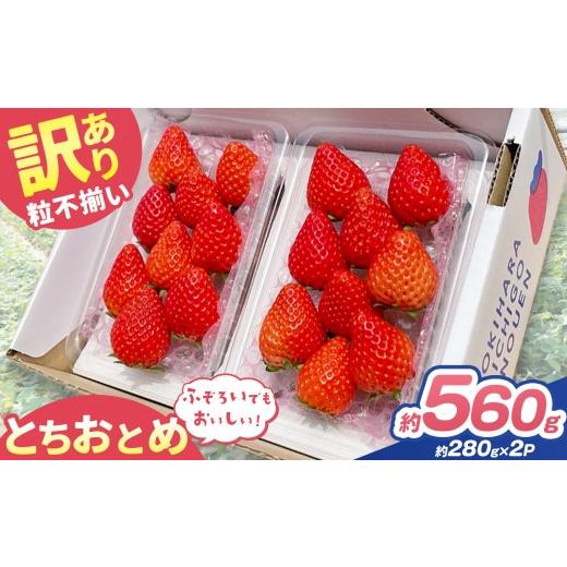 ふるさと納税 いちご 栃木県 矢板市 訳あり 粒不揃い とちおとめ 560g (280g×2P) | 栃木県 矢板市 澳原いちご農園 280g×2P | 7000円