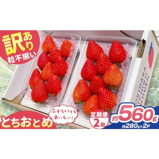 ふるさと納税 いちご 栃木県 矢板市 定期便2回 訳あり 粒不揃い とちおとめ 560g (280g×2P) | 栃木県 矢板市 澳原いちご農園 定期便2回 280g×2P | 14000円