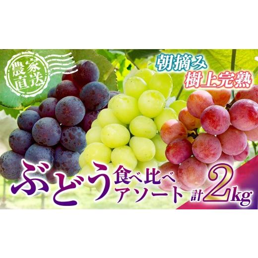ふるさと納税 ぶどう マスカット 宮崎県 小林市 2026年発送 先行予約 農場直送・朝摘み樹上完熟マスカ・サーティン食べ比べアソート 2kg程度(ブドウ ぶどう …