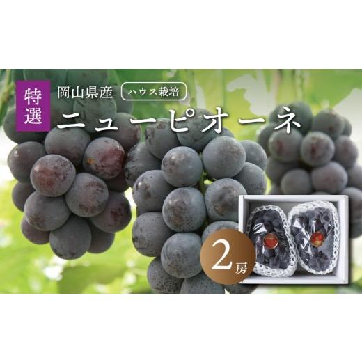 ふるさと納税 果物類 ぶどう 岡山県 真庭市 真庭市産 夏のニューピオーネ 特選 大房2房 / (2026年7月中旬以降発送予定) ぶどう ハウス栽培 贈答用 ギフト 岡…