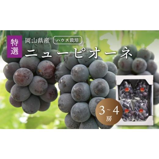 ふるさと納税 果物類 ぶどう 岡山県 真庭市 真庭市産 夏のニューピオーネ 特選3〜4房 / (2026年7月中旬以降発送予定) ぶどう ハウス栽培 贈答用 ギフト 岡…