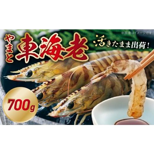 ふるさと納税 エビ 車エビ 熊本県 天草市 S010-084_活き車海老「やまと車海老」700g 700g