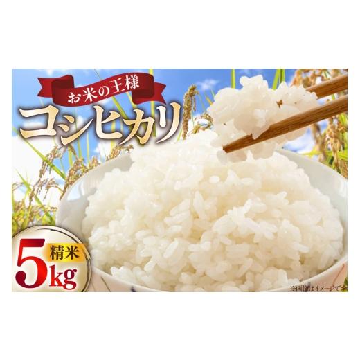 ふるさと納税 米 コシヒカリ 石川県 志賀町 米 コシヒカリ 令和7年産 5kg 細川藤雄 石川県 志賀町 sk17bpe550001 お米 こめ おこめ コメ 精米 白米 ブランド米…