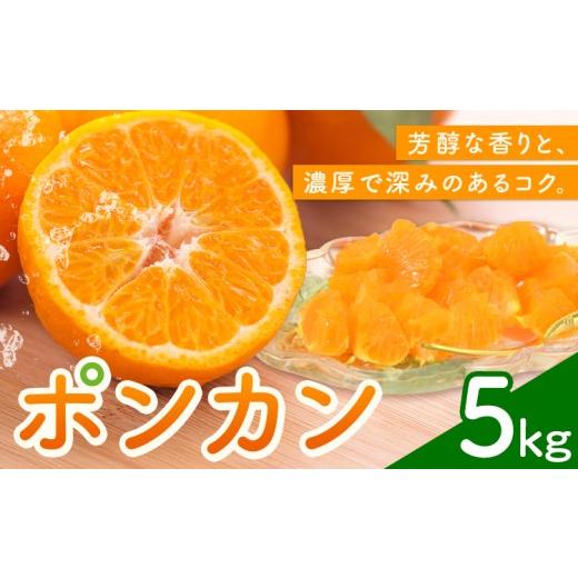 ふるさと納税 果物類 みかん 熊本県 苓北町 ポンカン5kg 高橋商店[12月上旬-2月中旬頃出荷]熊本県 苓北町 柑橘 かんきつ 果物 フルーツ ポンカン 5kg