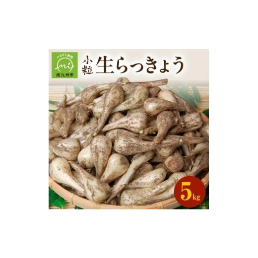 ふるさと納税 野菜類 鹿児島県 南九州市 生らっきょう(小粒) 5kg 1739740