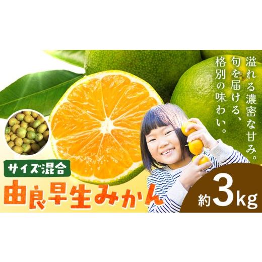 ふるさと納税 果物類 みかん 和歌山県 日高川町 みかん 由良早生みかん 早生 サイズ混合 約3kg エイワ商店[11月上旬-11月末頃出荷]和歌山県 日高川町 送料無…