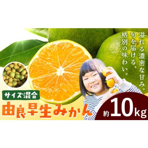 ふるさと納税 果物類 みかん 和歌山県 日高川町 みかん 由良早生みかん 早生 サイズ混合 約10kg エイワ商店[11月上旬-11月末頃出荷]和歌山県 日高川町 送料…