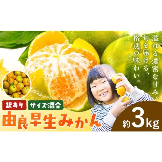 ふるさと納税 果物類 みかん 和歌山県 日高川町 訳あり みかん 由良早生みかん 早生 サイズ混合 ご家庭用 約3kg エイワ商店[11月上旬-11月末頃出荷]和歌山県…