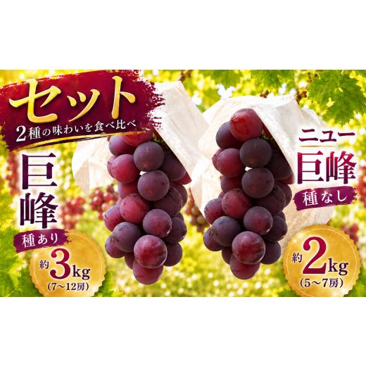ふるさと納税 ぶどう 巨峰 大分県 中津市 巨峰 約3kg (7〜10房) + ニュー巨峰 約2kg (5〜7房) セット | ブドウ ぶどう 葡萄 果物 フルーツ くだもの 産地直送…