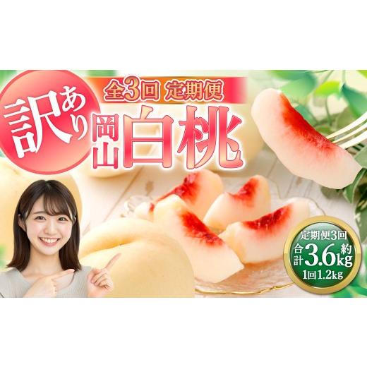 ふるさと納税 もも 岡山県 倉敷市 全3回定期便 訳あり 岡山白桃 ( 家庭用 ) 1.2kg以上 サイズ不揃い 果実 フルーツ 甘み 香り 旬 手土産 くだもの 果物 果…