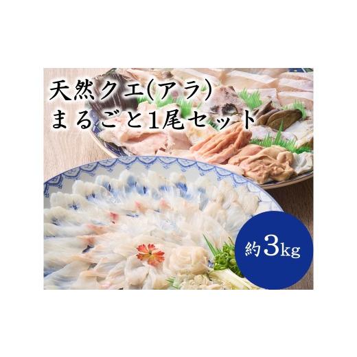 ふるさと納税 魚貝類 福岡県 宗像市 天然クエ(アラ)まるごと1尾セット(約3kg) マルケイ水産 _HA2007 クエ くえ 天然 まるごと 刺身 鍋 贅沢 高級魚 福岡県…