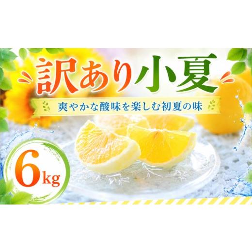 ふるさと納税 みかん・柑橘類 愛媛県 愛南町 数量限定 訳あり 小夏 6kg 7000円 日向夏 ニューサマーオレンジ 柑橘 サイズ 不揃い 家庭用 わけあり 国産 フルー…