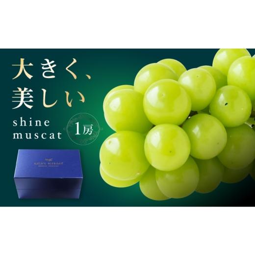 ふるさと納税 ぶどう マスカット 愛媛県 内子町 先行予約 シャインマスカット 1房 bloom leaf ブルームリーフ合同会社 BKBI002 / シャインマスカット しゃい…